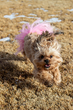 Shih Tzu Yorkie Mix