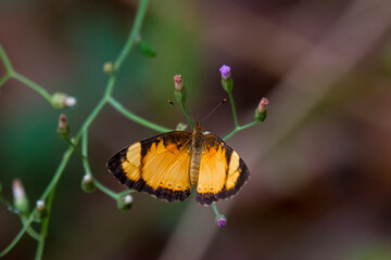 butterfly in a little flower