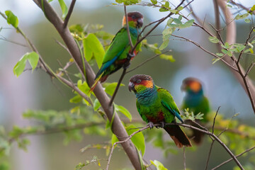 Ochre-marked Parakeet