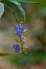 blue flowers