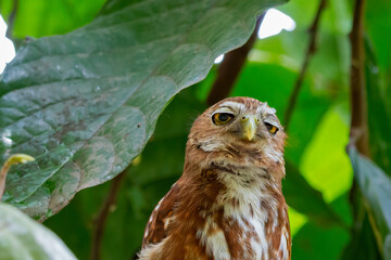 ferruginous pygmy-owl