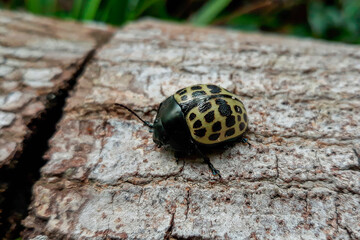 spotted beetle on trunk