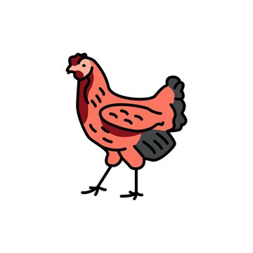Chicken bird color line icon. Pictogram for web page