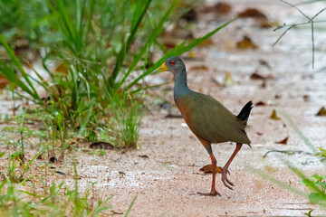 Gray-necked Wood-Rail