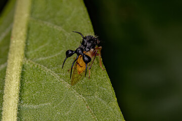 Adult Ant-mimicking Treehopper