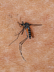 Dead Adult Asian Tiger Mosquito