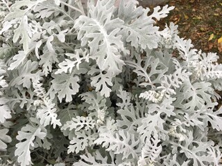 花壇で栽培された白銀色が美しいシロタエギク