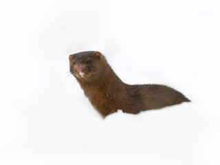 American Mink standing on snow in winter