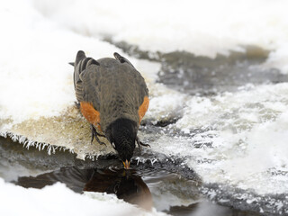 American Robin standing on snow and drinking water from a puddle in winter 