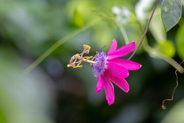 pink passion fruit flower