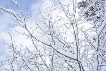 Fototapeta na wymiar カナダ、バンクーバーの大自然　雪景色