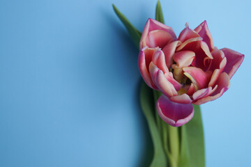 Bright pink tulip on a blue background.