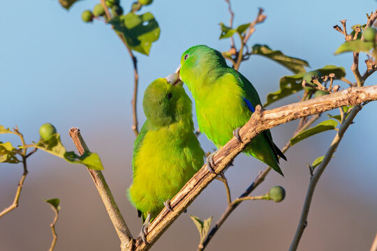 couple of Blue-winged Parrotlet