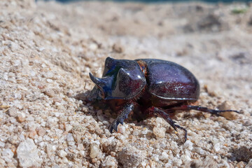 beetle on the sand