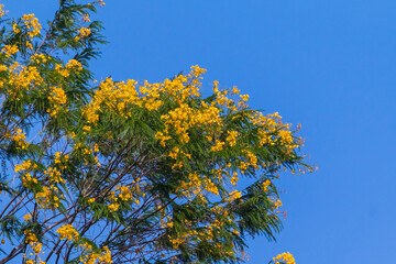 yellow flowers in the forest