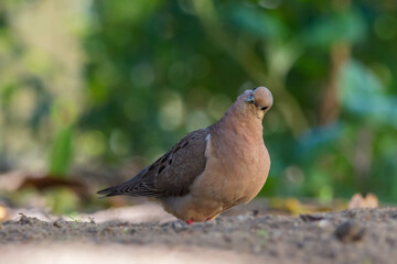 pigeon on the ground