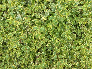 花壇で栽培された緑の草花のツルニチニチソウ（ツルギキョウ）