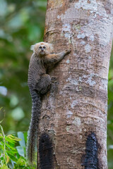 Buffy-headed Marmoset