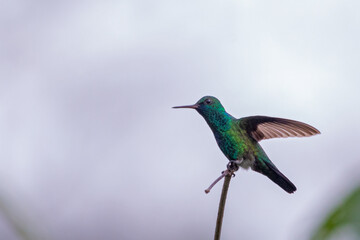 Blue-chinned Sapphire