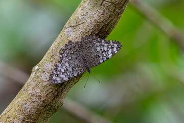 butterfly on a branch