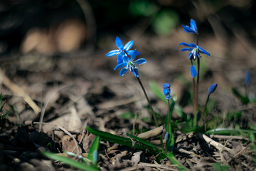 Scilla. Siberian scilla. Plant. Flower. early plant. Spring.