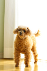 トイ・プードル