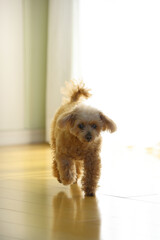 トイ・プードル