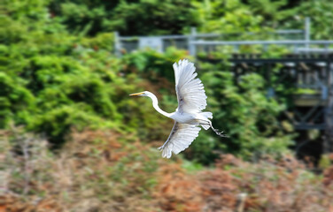 A egret flying over marsh in a conservation area