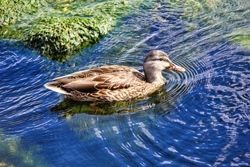 A female mallard duck swiming in a pond
