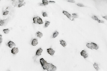 footprints in snow