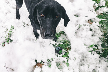 Black dog playing in snow covered garden. - 486807779
