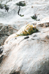 Grass growing from inside rock.
