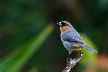 Cinnamon Tanager