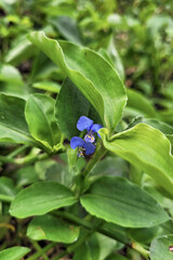 blue flower on a green background