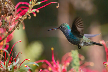 Sapphire-spangled Emerald