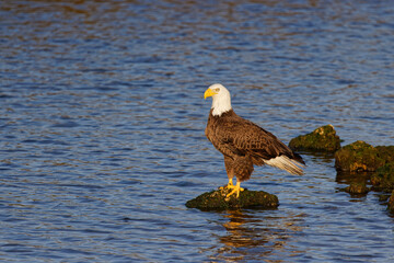 An American Bald Eagle (Haliaeetus leucocephalus) Perched on a Rock in Florida's Salt River.