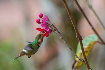 Frilled Coquette