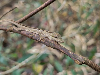 lizard on a tree