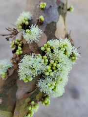 jabuticaba flowers