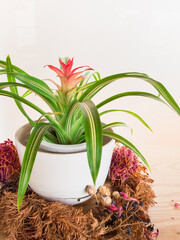 Red flower with green leaf grow in white pot decorate in cafe