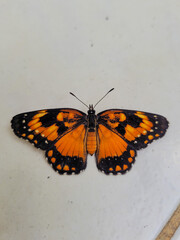 Obraz na płótnie Canvas butterfly on the ground