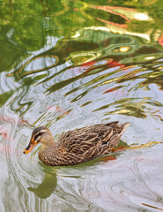 duck on the water
