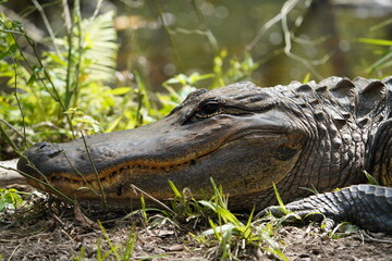 Wise Old Gator Florida Everglades