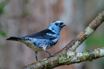 White-bellied Tanager