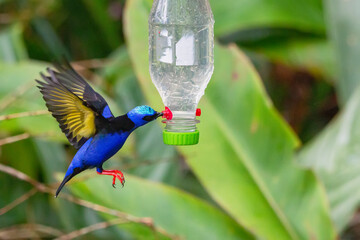 Red-legged Honeycreeper