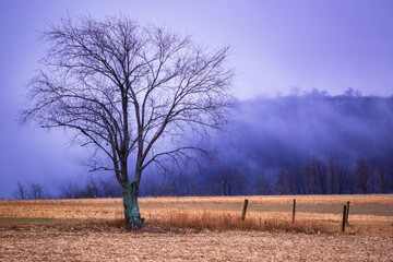 tree in the fog