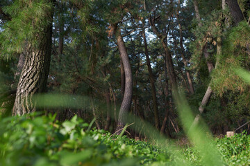 日本三大松原のひとつで特別名勝に指定されている「虹の松原」佐賀県唐津市の観光スポット