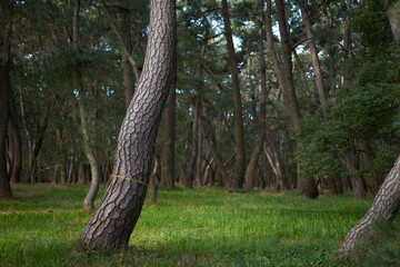 日本三大松原のひとつで特別名勝に指定されている「虹の松原」佐賀県唐津市の観光スポット