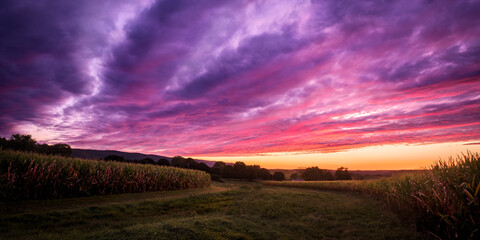 sunset over the field