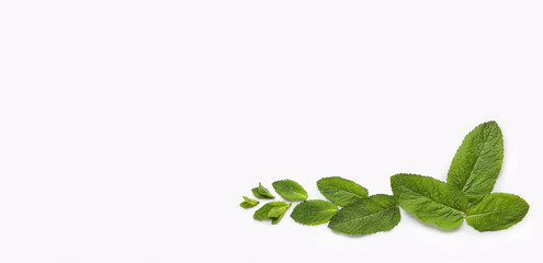 Organic mint leaves on white background